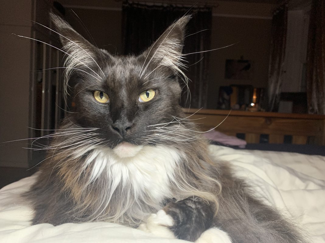 Philosophy of a Maine Coon