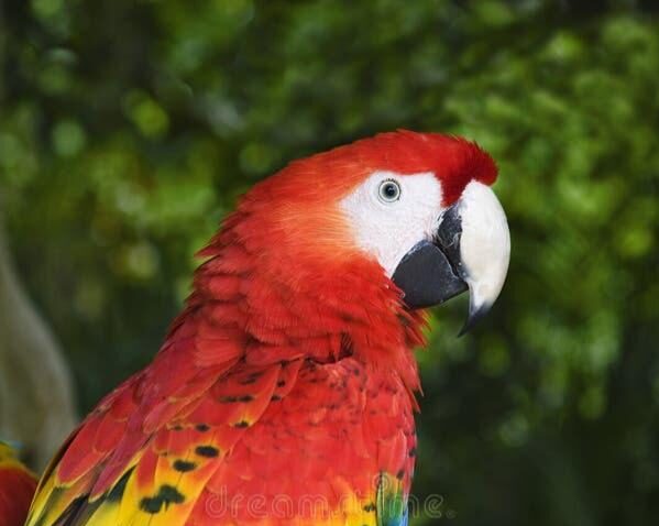 The Parrot and the Poser