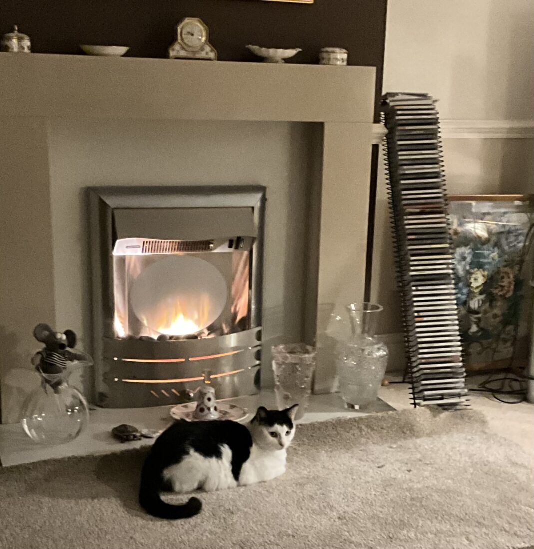 The Magic of Cats